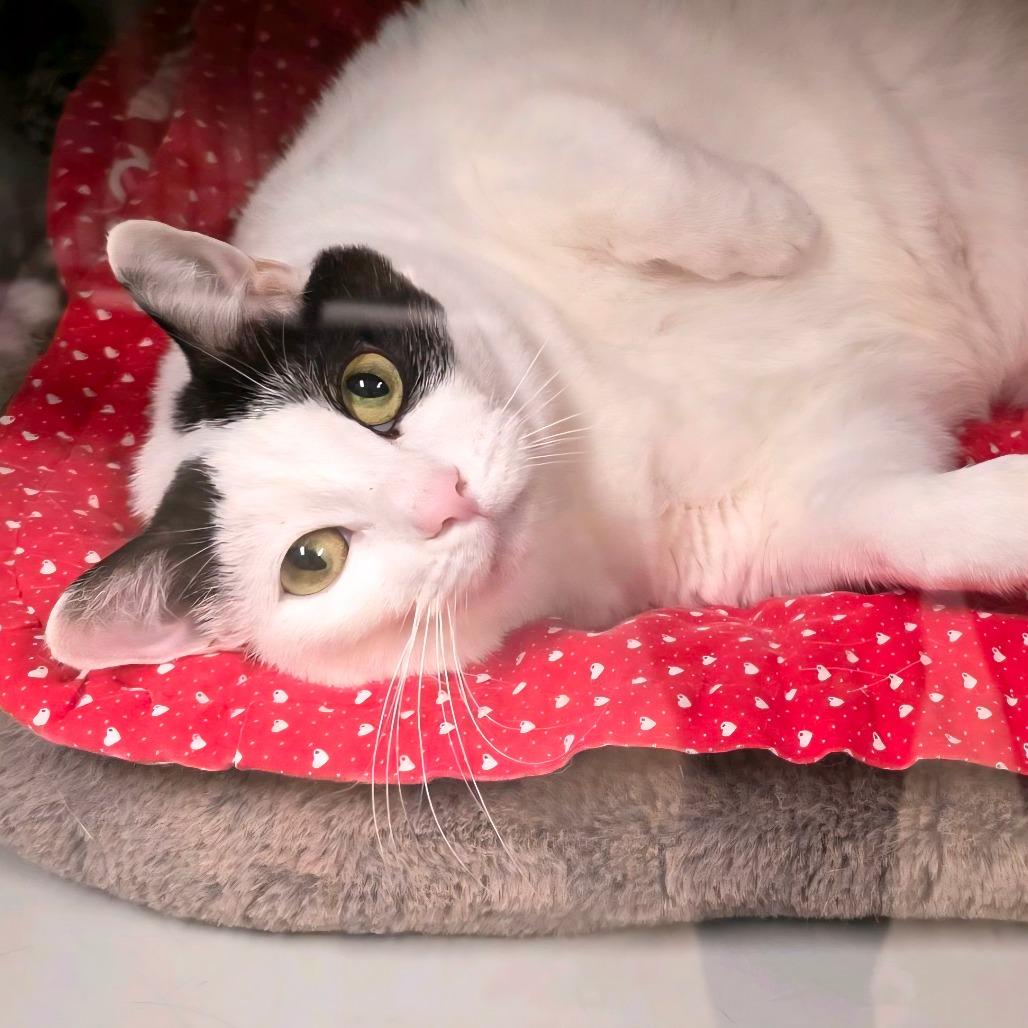 Big Bertha, a Adoptable Domestic Short Hair in Columbus, NC image 1/5