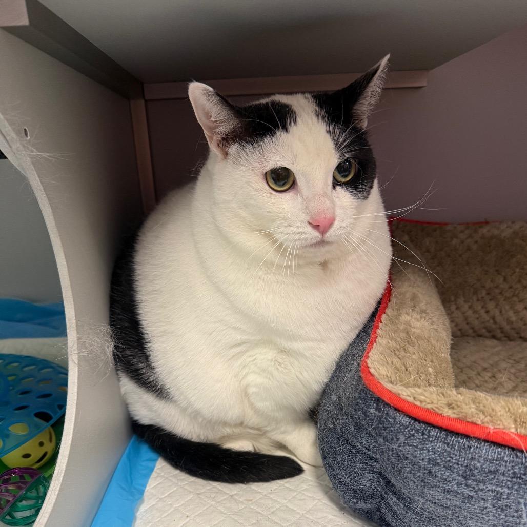 Big Bertha, Adoptable, Adult Female Domestic Short Hair.