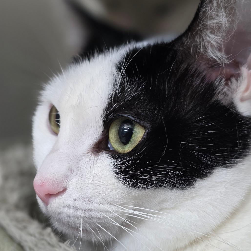 Enlarge Big Bertha, a Adoptable Domestic Short Hair in Columbus, NC image 2/6