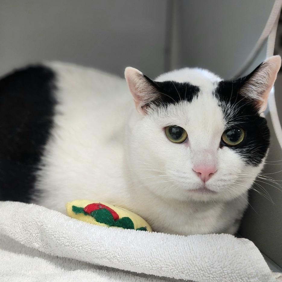 Enlarge Big Bertha, a Adoptable Domestic Short Hair in Columbus, NC image 4/6