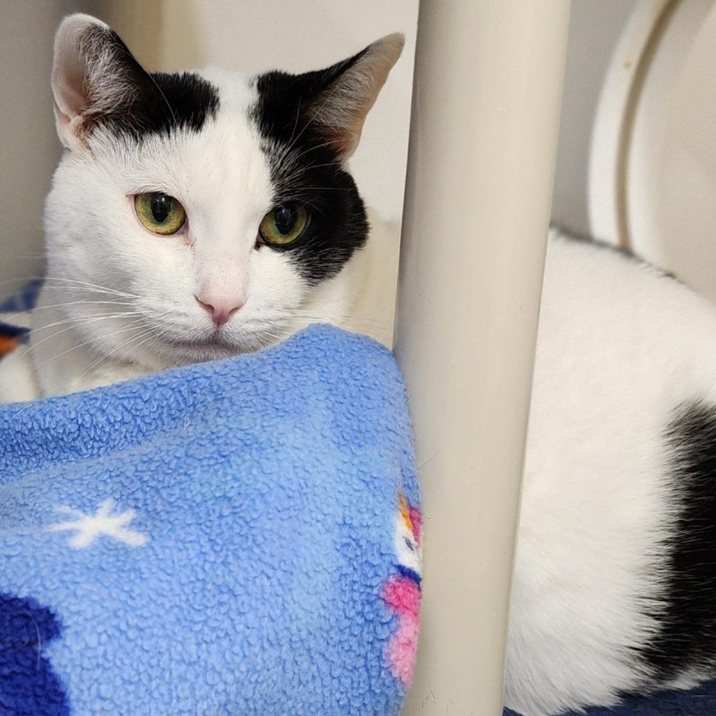 Enlarge Big Bertha, a Adoptable Domestic Short Hair in Columbus, NC image 5/6