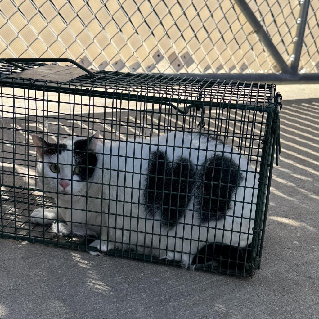 Enlarge Big Bertha, a Adoptable Domestic Short Hair in Columbus, NC image 5/6