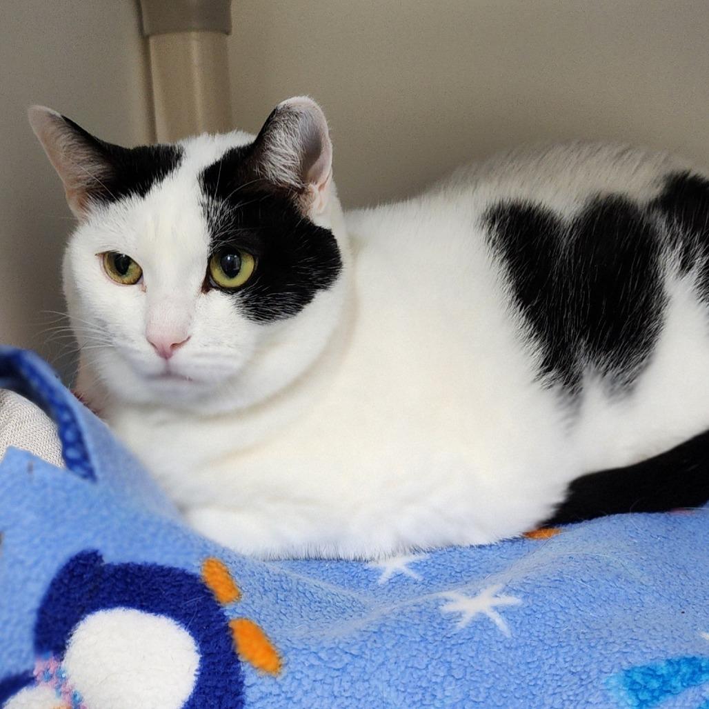 Enlarge Big Bertha, a Adoptable Domestic Short Hair in Columbus, NC image 6/6