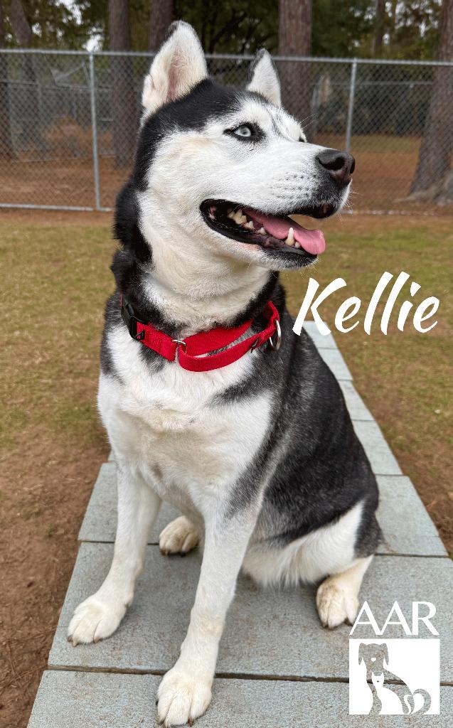 Kellie, Adoptable, Adult Female Husky.
