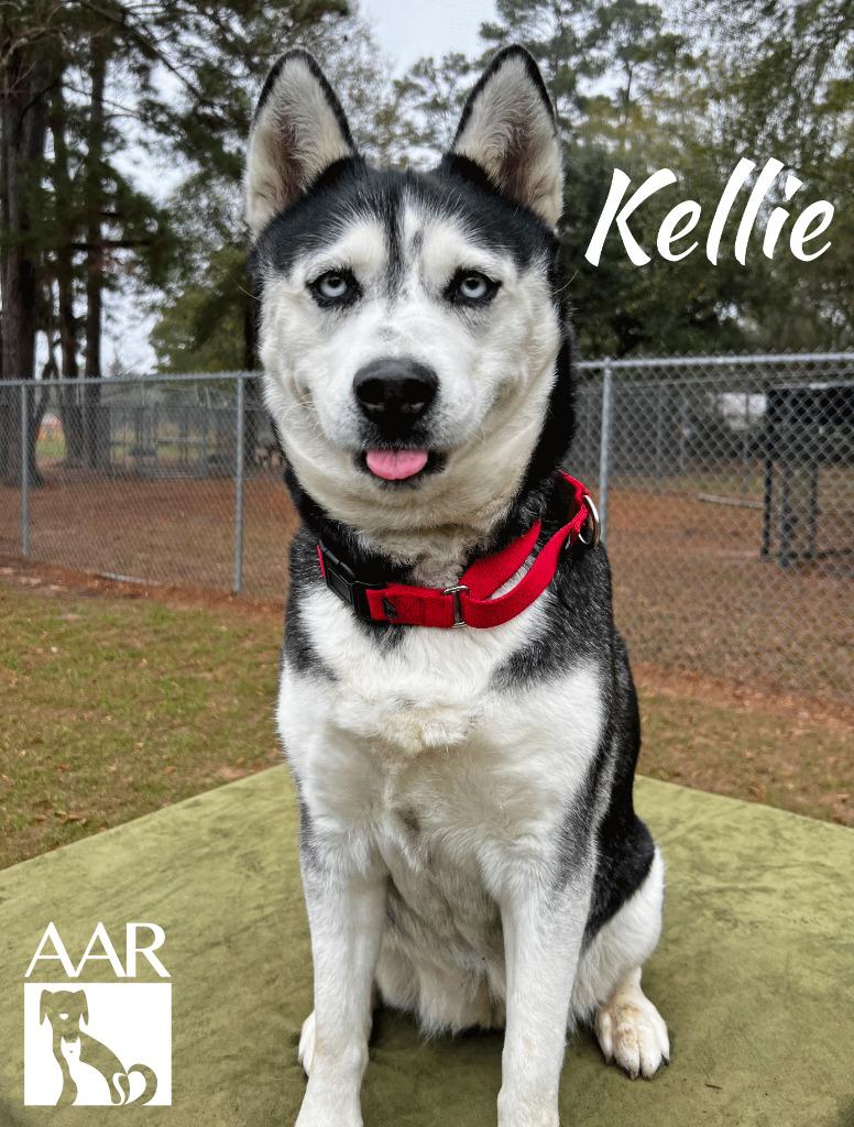 Enlarge Kellie, a Adoptable mixed breed in Magnolia, TX image 2/6