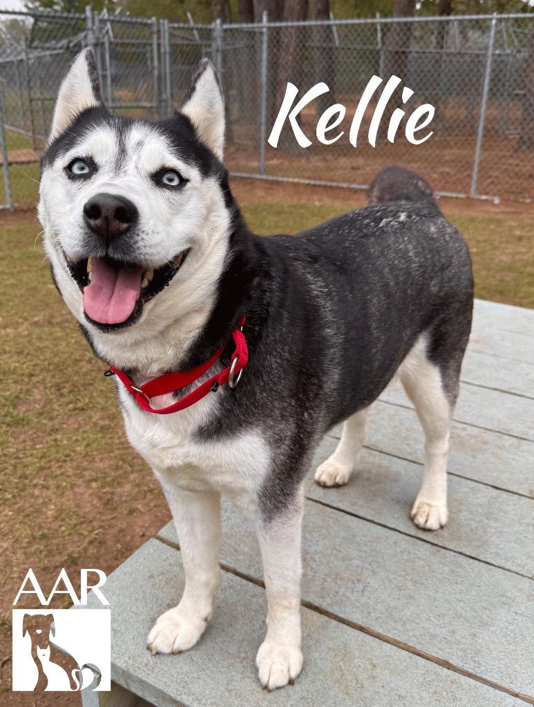 Enlarge Kellie, a Adoptable mixed breed in Magnolia, TX image 4/6