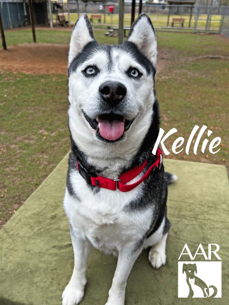 Enlarge Kellie, a Adoptable mixed breed in Magnolia, TX image 5/6
