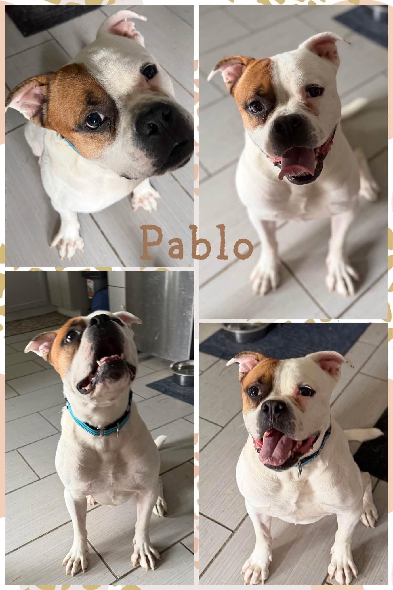 Enlarge Pablo, a ADOPTABLE mixed breed in Gladstone, MO image 1/1