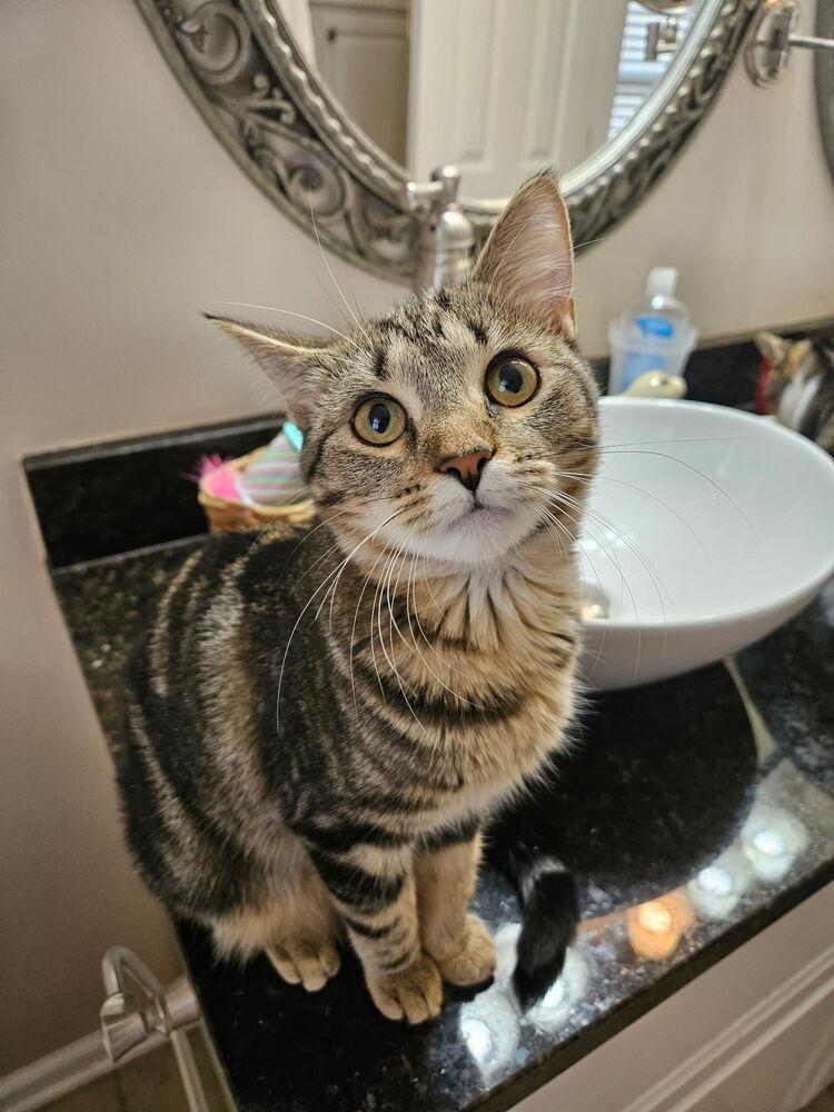 Abby, Adoptable, Kitten Female Domestic Short Hair.