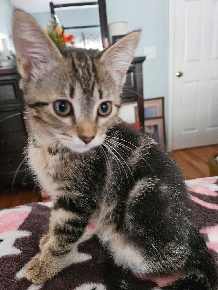 Enlarge Abby, a Adoptable Domestic Short Hair in Salisbury, NC image 2/3