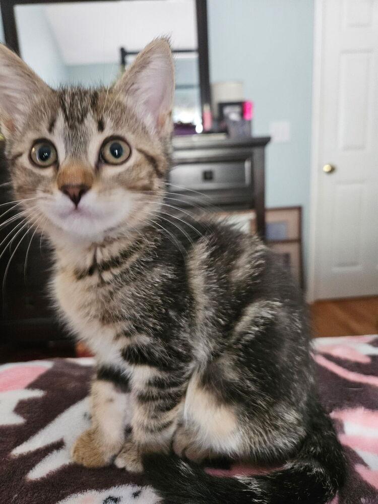 Enlarge Abby, a Adoptable Domestic Short Hair in Salisbury, NC image 3/3