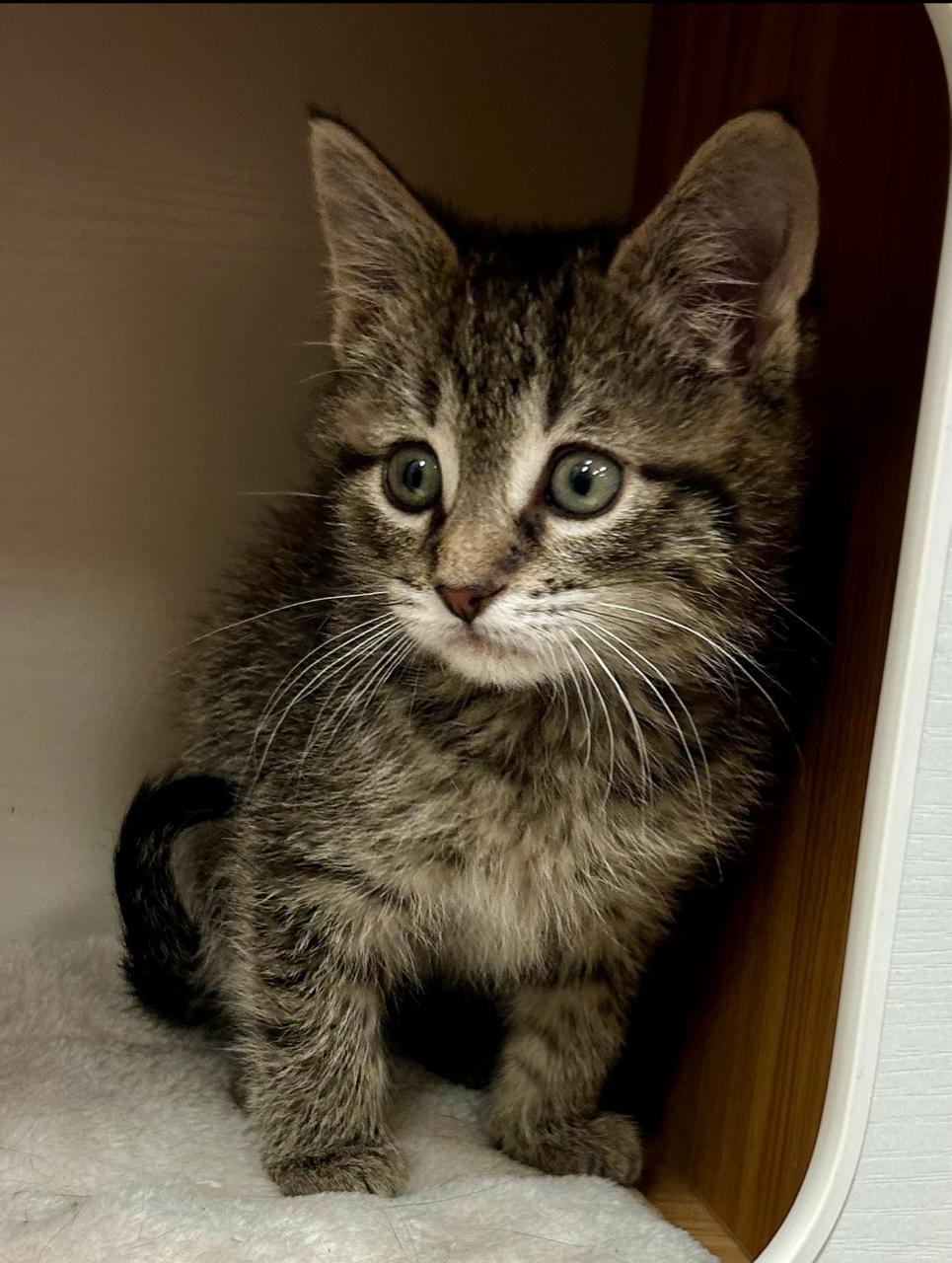 Enlarge Watson, a Adoptable Domestic Short Hair in Decatur, IL image 5/6