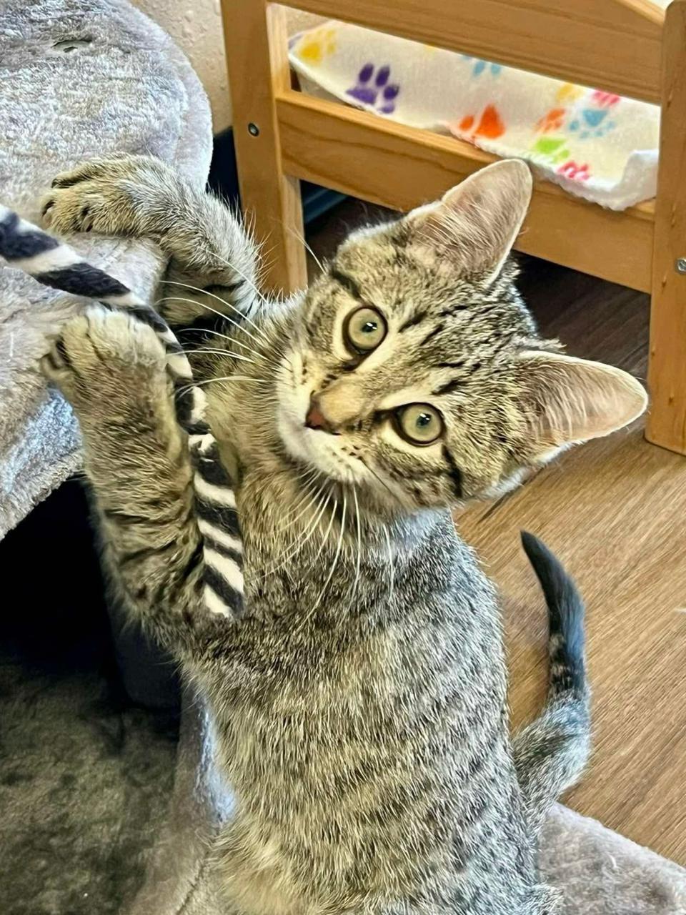 Enlarge Watson, a Adoptable Domestic Short Hair in Decatur, IL image 2/6