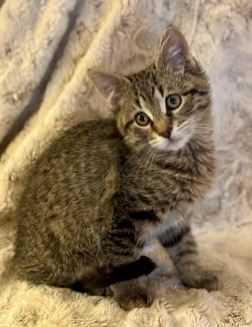 Enlarge Watson, a Adoptable Domestic Short Hair in Decatur, IL image 3/6