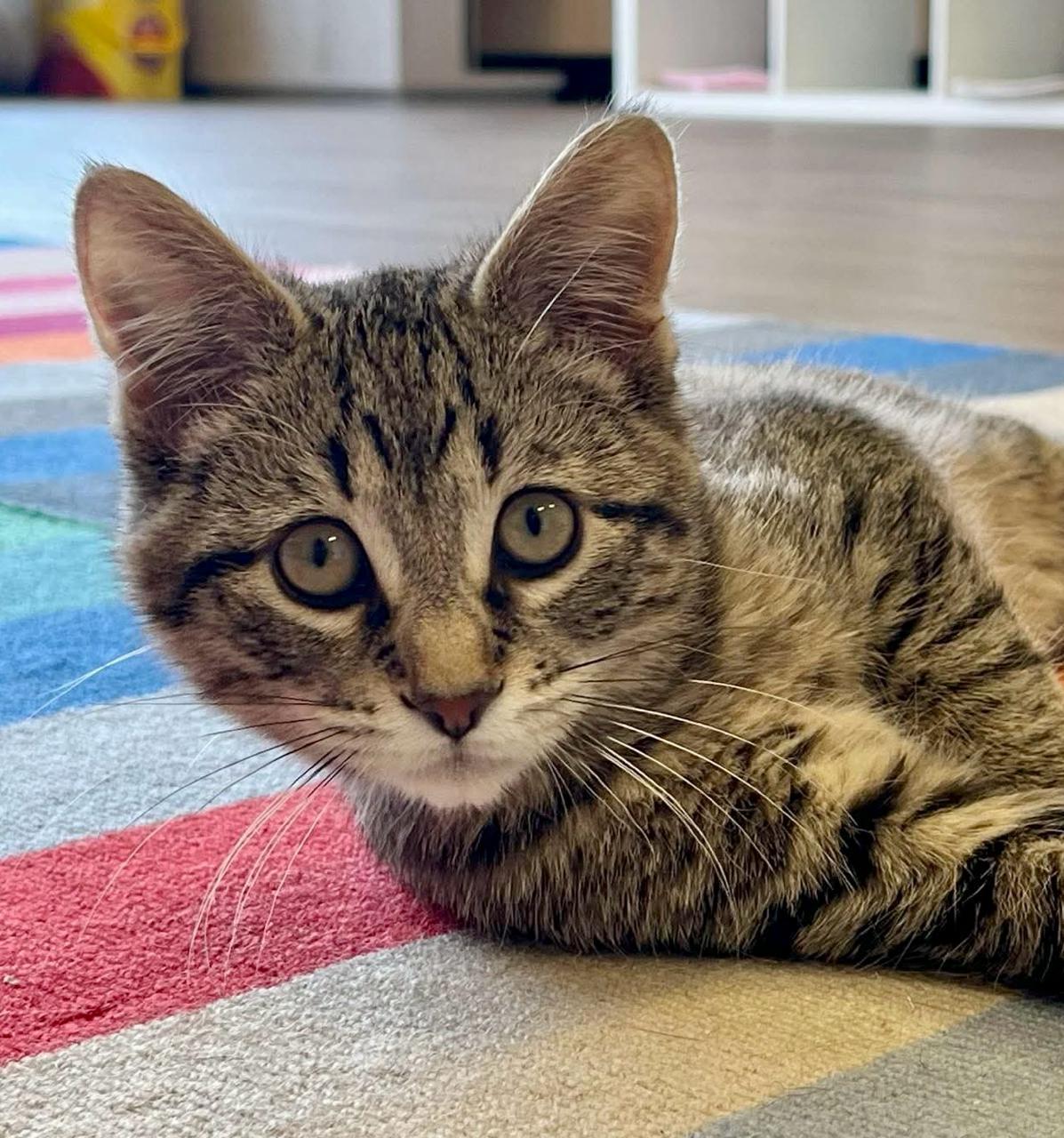 Enlarge Watson, a Adoptable Domestic Short Hair in Decatur, IL image 1/6