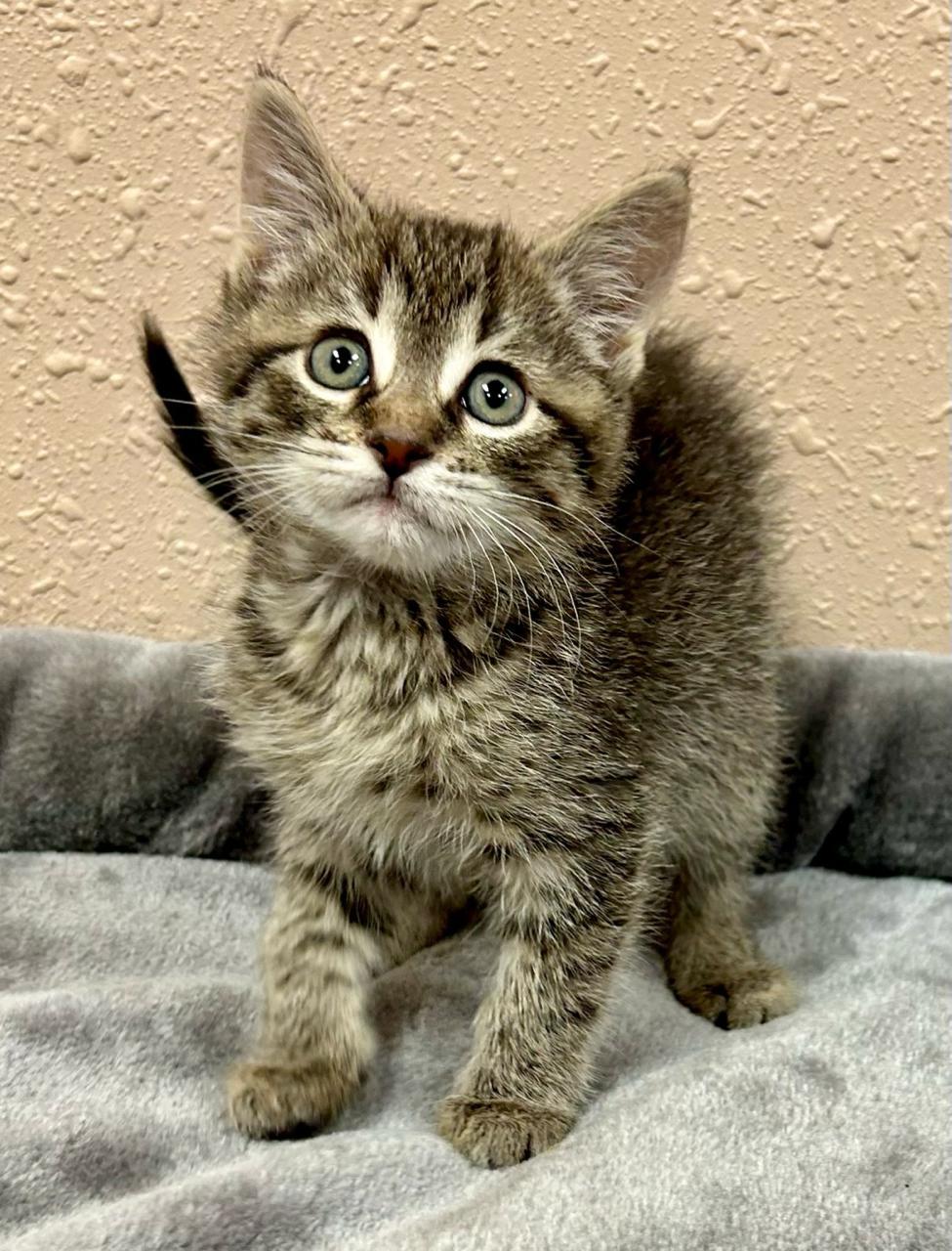 Enlarge Watson, a Adoptable Domestic Short Hair in Decatur, IL image 4/6