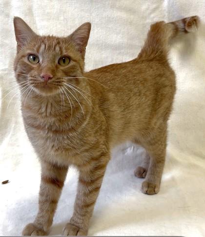Preston, Adoptable, Adult Male Domestic Short Hair.