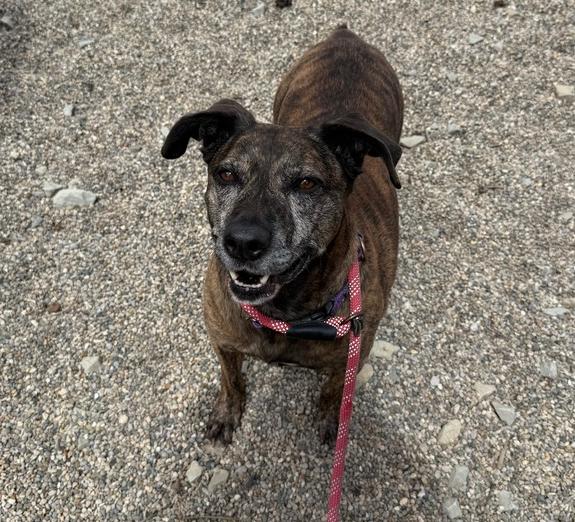 DASHER, a Adoptable mixed breed in Rochester, IN image 1/4