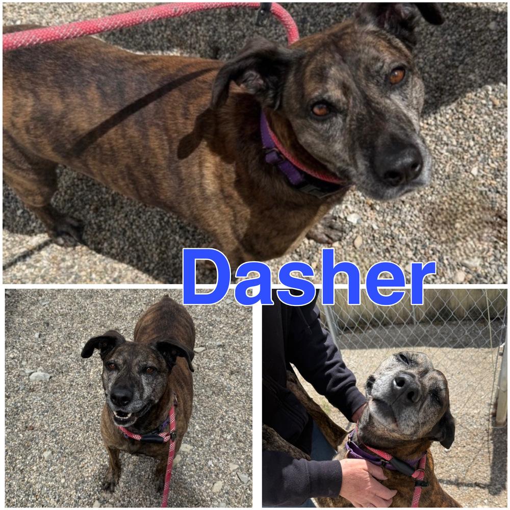 DASHER, a Adoptable mixed breed in Rochester, IN image 2/4