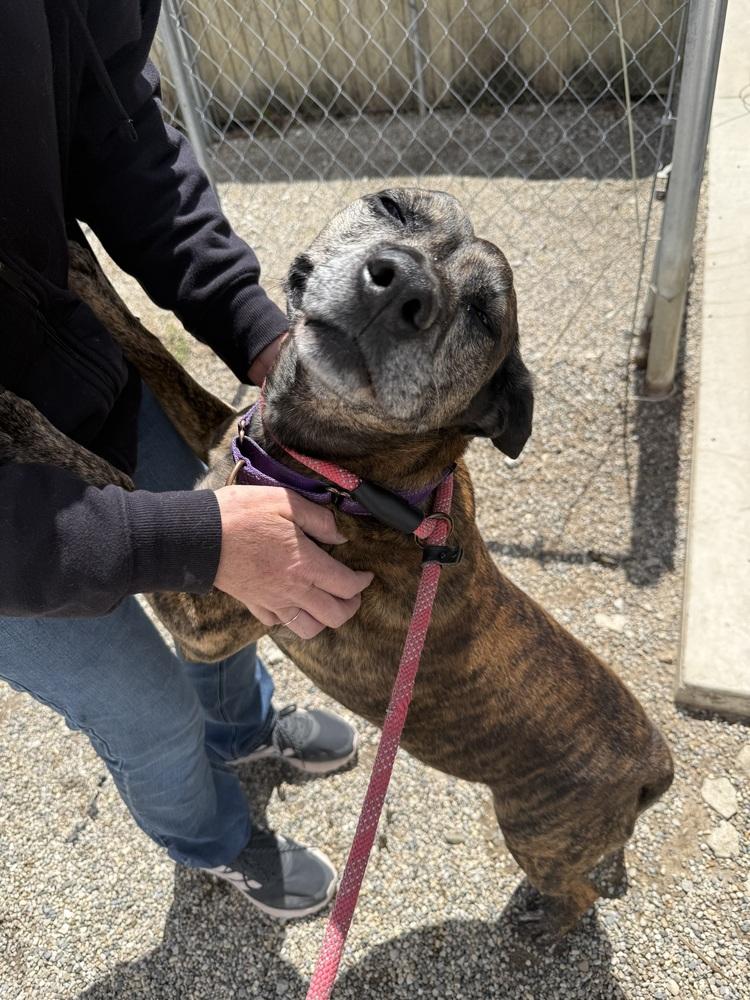 DASHER, a Adoptable mixed breed in Rochester, IN image 3/4