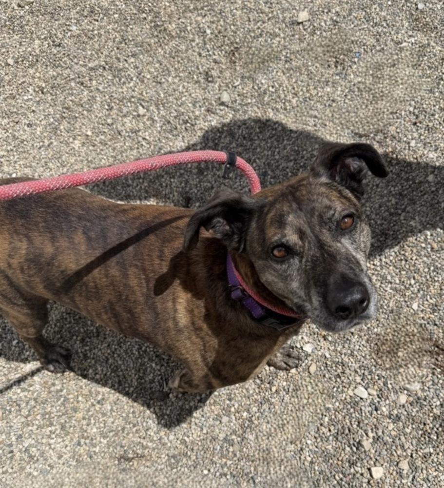DASHER, a Adoptable mixed breed in Rochester, IN image 4/4