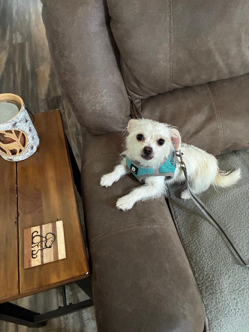 Enlarge Pipsquek, an adopted mixed breed in Louisville, KY image 2/2