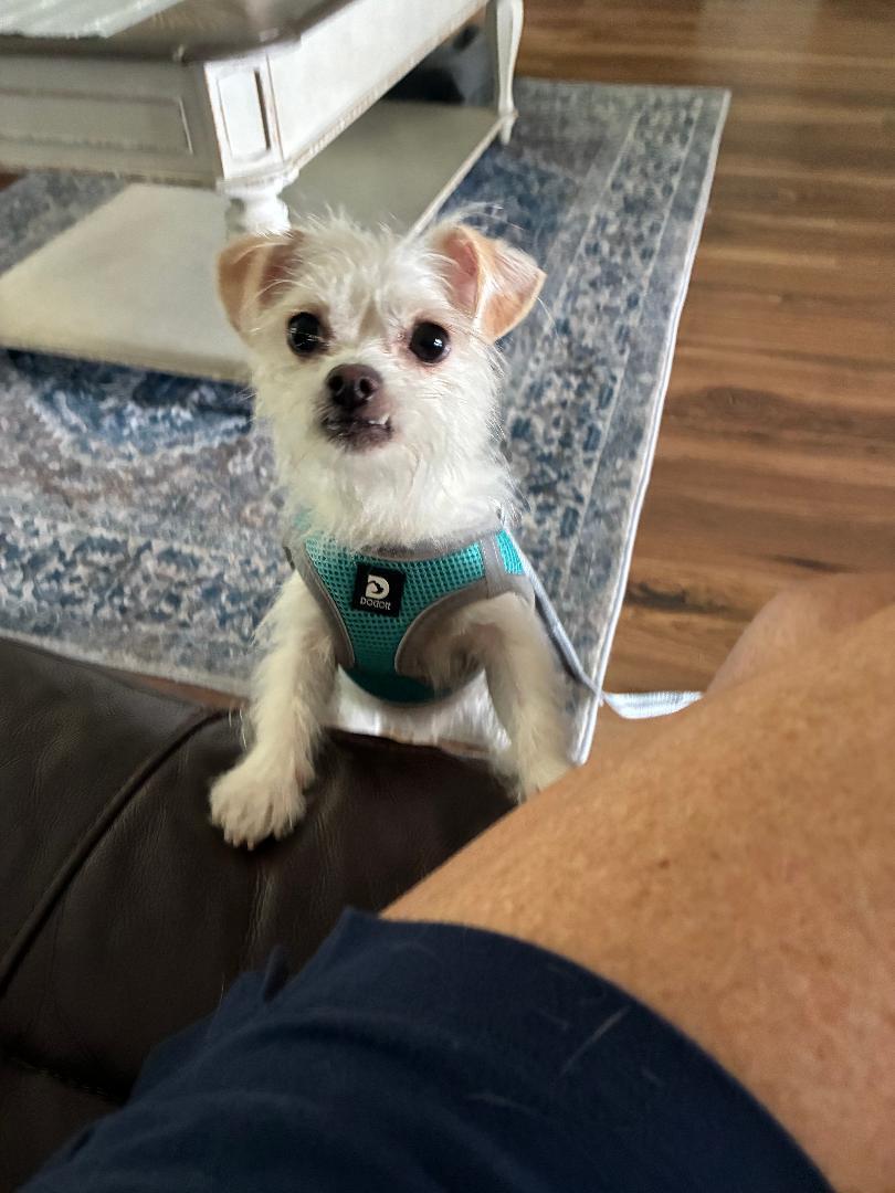 Enlarge Pipsquek, an adopted mixed breed in Louisville, KY image 1/2