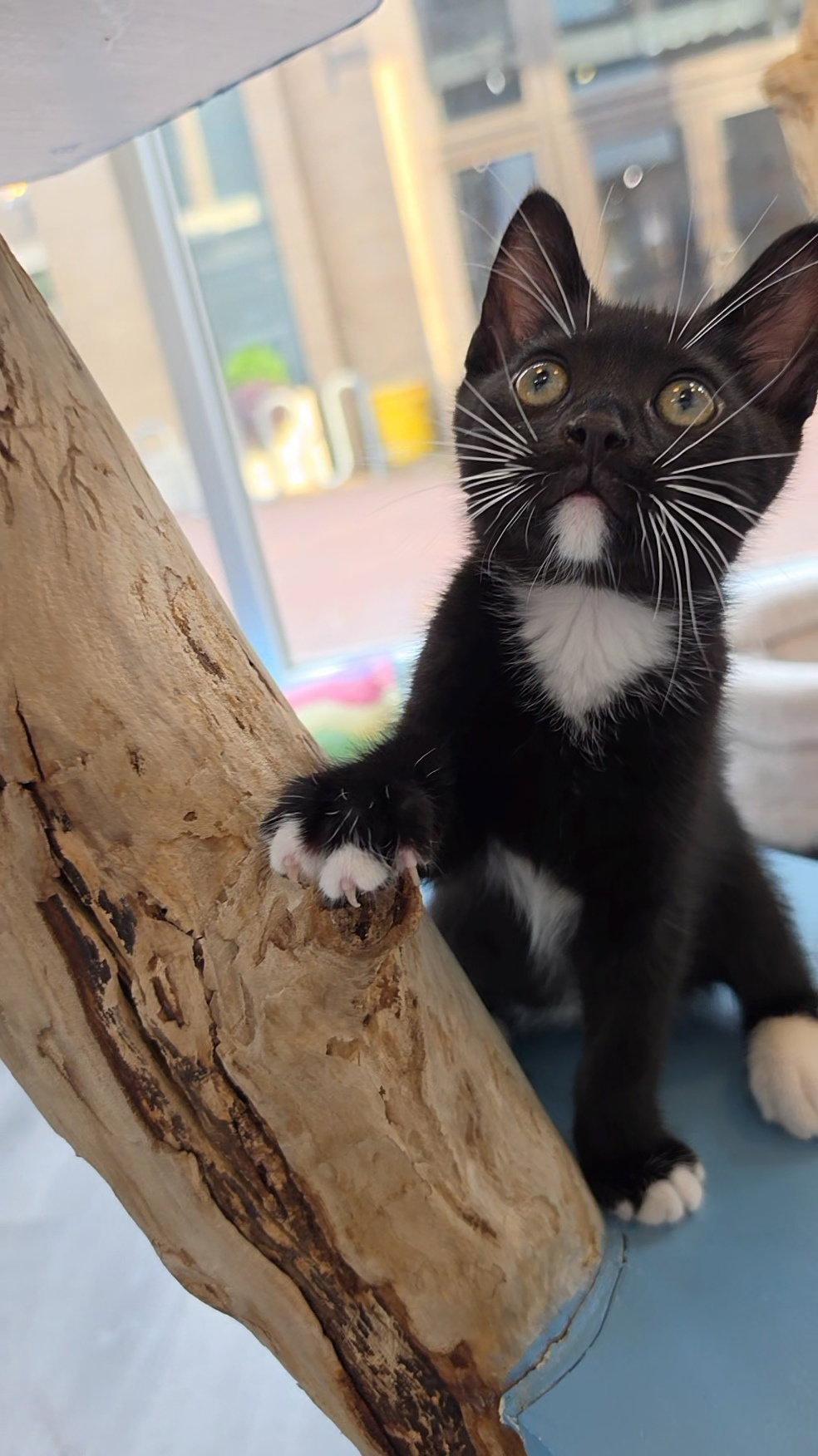 Socks, Adopted, Kitten Male Domestic Short Hair.