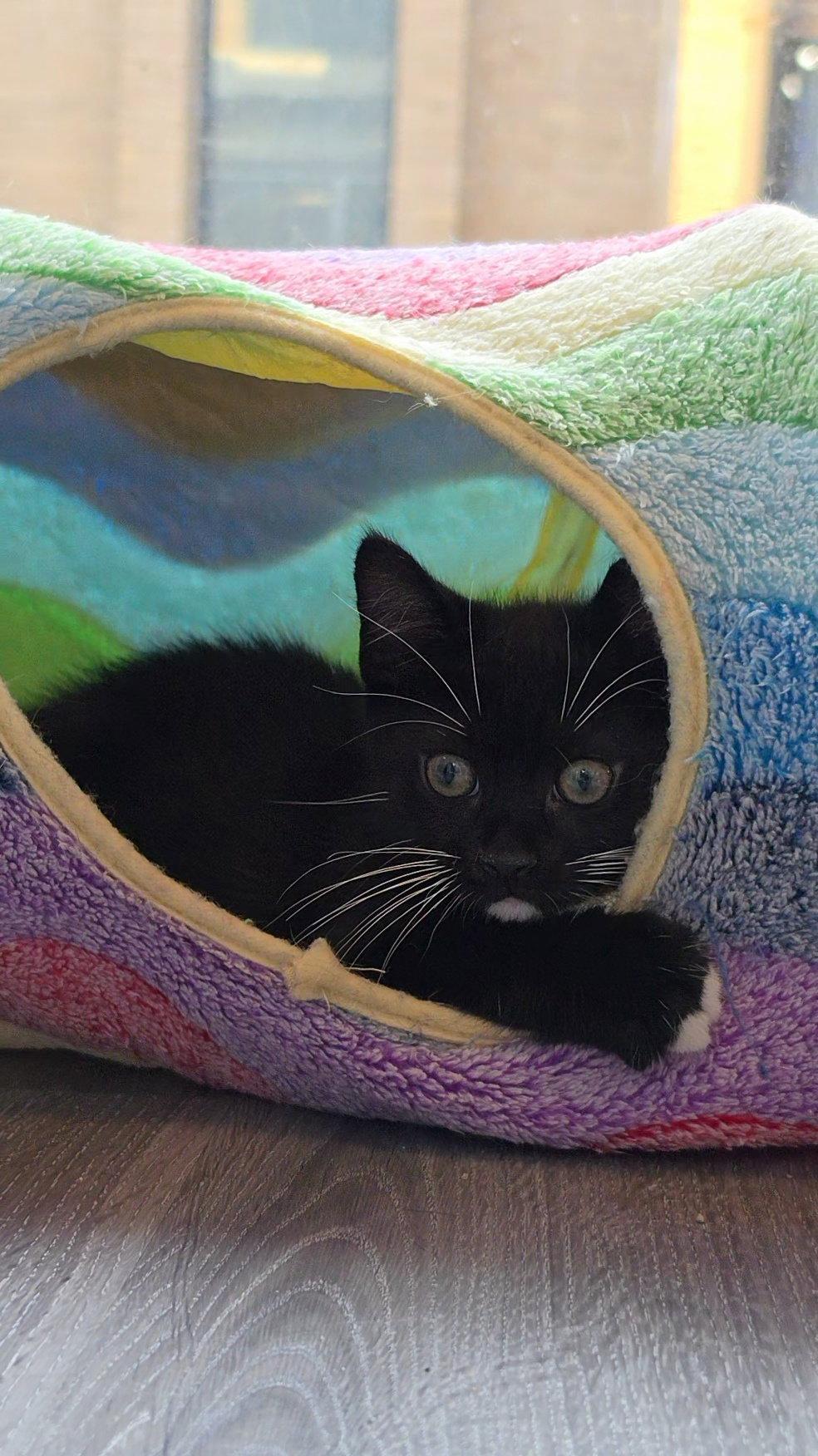 Enlarge Socks, a Adopted Domestic Short Hair in Leesburg, VA image 2/3