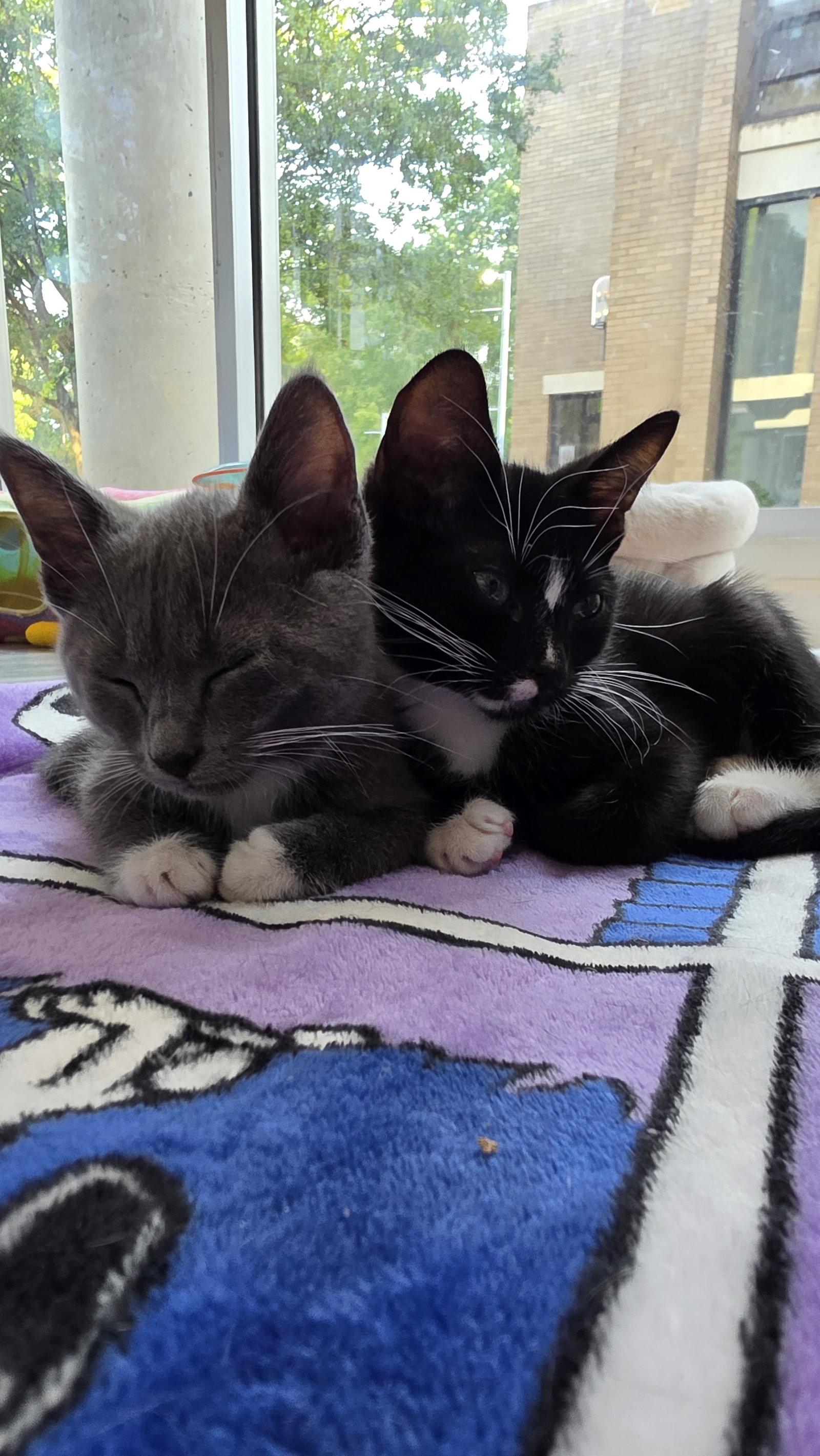 Enlarge Socks, a Adopted Domestic Short Hair in Leesburg, VA image 3/3