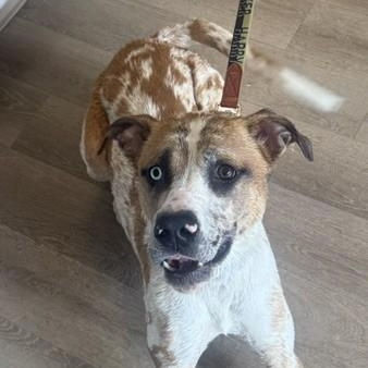 Enlarge Cinnabon, a Adoptable mixed breed in Triadelphia, WV image 1/1