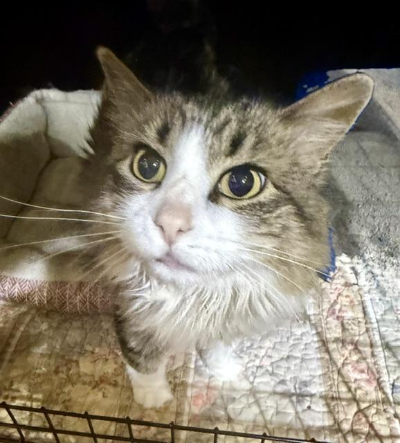 JAZZY, a ADOPTABLE Tabby in Lake Ozark, MO image 2/4
