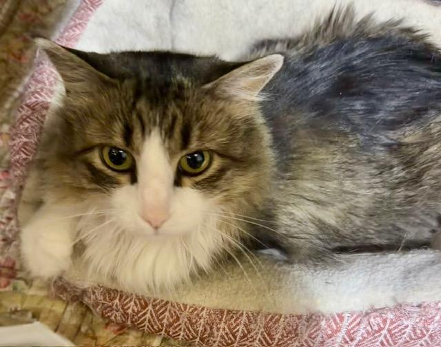 JAZZY, a ADOPTABLE Tabby in Lake Ozark, MO image 3/4