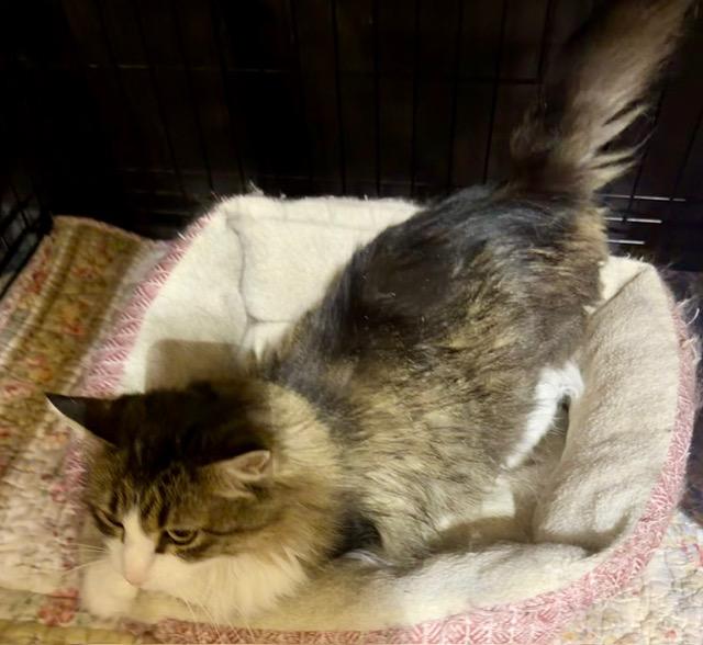 JAZZY, a ADOPTABLE Tabby in Lake Ozark, MO image 4/4