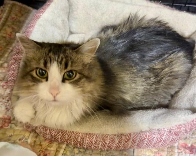 JAZZY, ADOPTABLE, Adult Female Tabby.