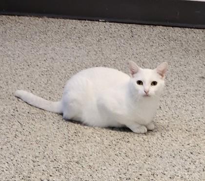 Marie, Adoptable, Adult Female Domestic Short Hair & Domestic Short Hair.