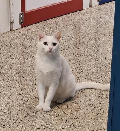 Enlarge Marie, a Adoptable Domestic Short Hair in Freeport, IL image 2/2