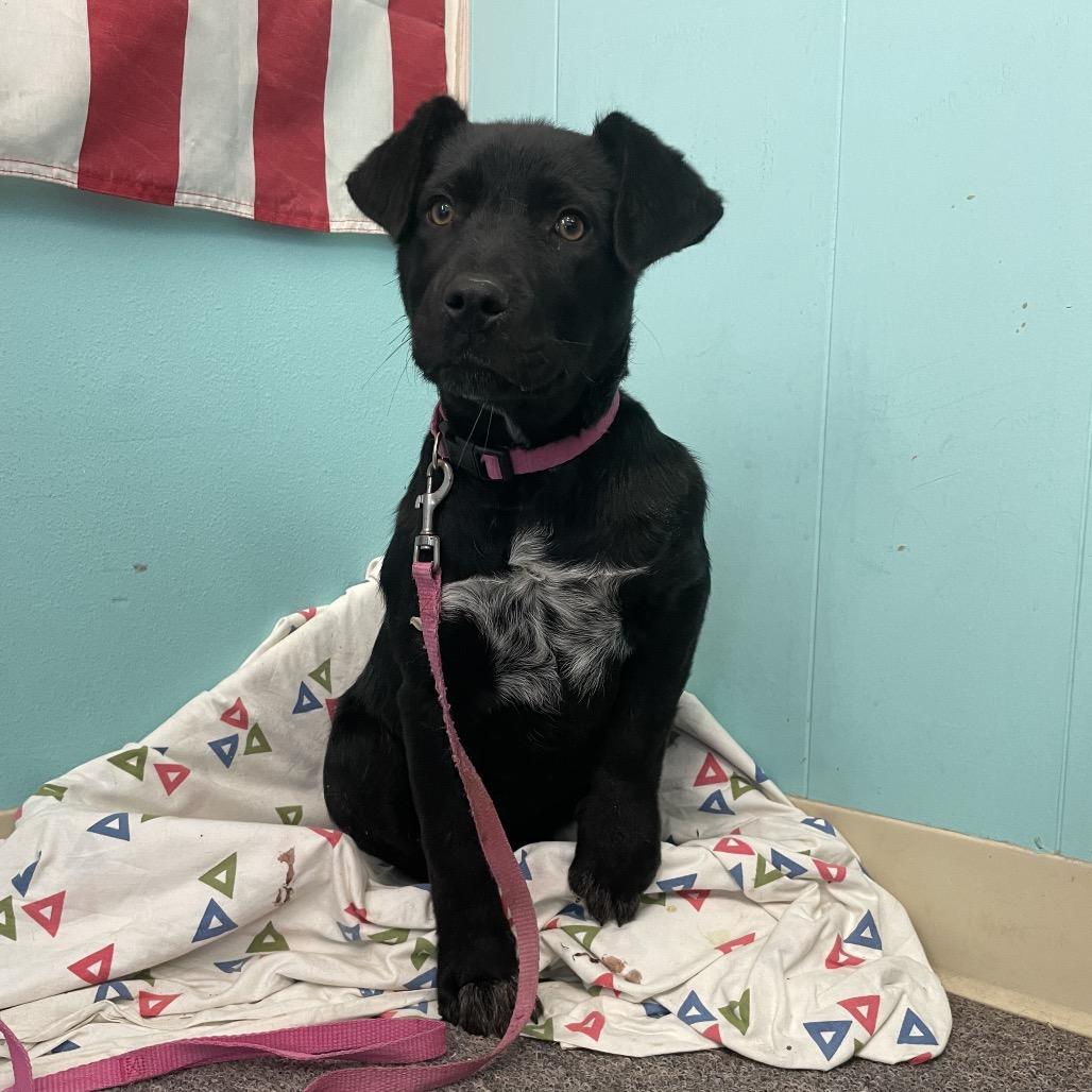 Honey, Adoptable, Puppy Female Black Labrador Retriever.