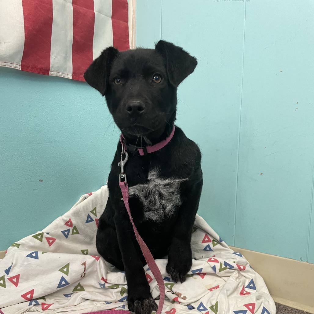 Honey, a Adoptable Black Labrador Retriever in Green Forest, AR image 3/3