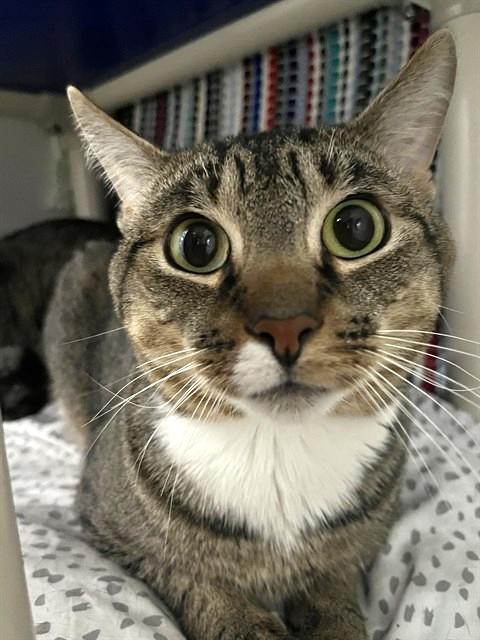 SIMBA, Adoptable, Adult Male Domestic Short Hair.