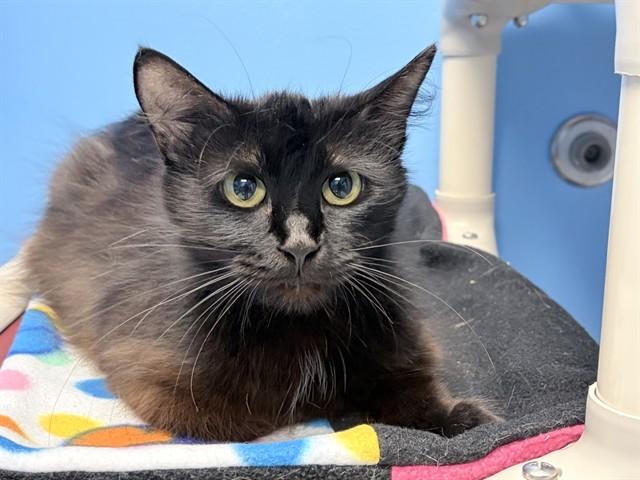 SADIE, Adoptable, Young Female Domestic Long Hair.