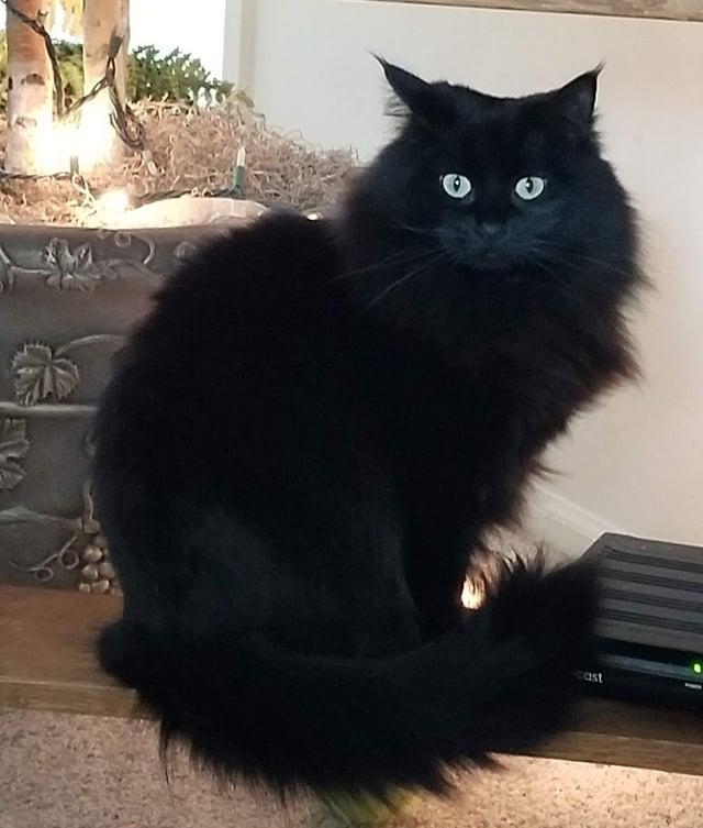 Enlarge Gus , (m) 1.5 yrs old Black Norwegian forest , a ADOPTABLE Norwegian Forest Cat in Ottawa, ON image 2/2