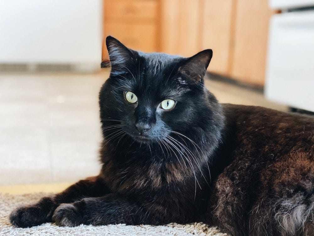 Gus , (m) 1.5 yrs old Black Norwegian forest , ADOPTABLE, Adult Male Norwegian Forest Cat.
