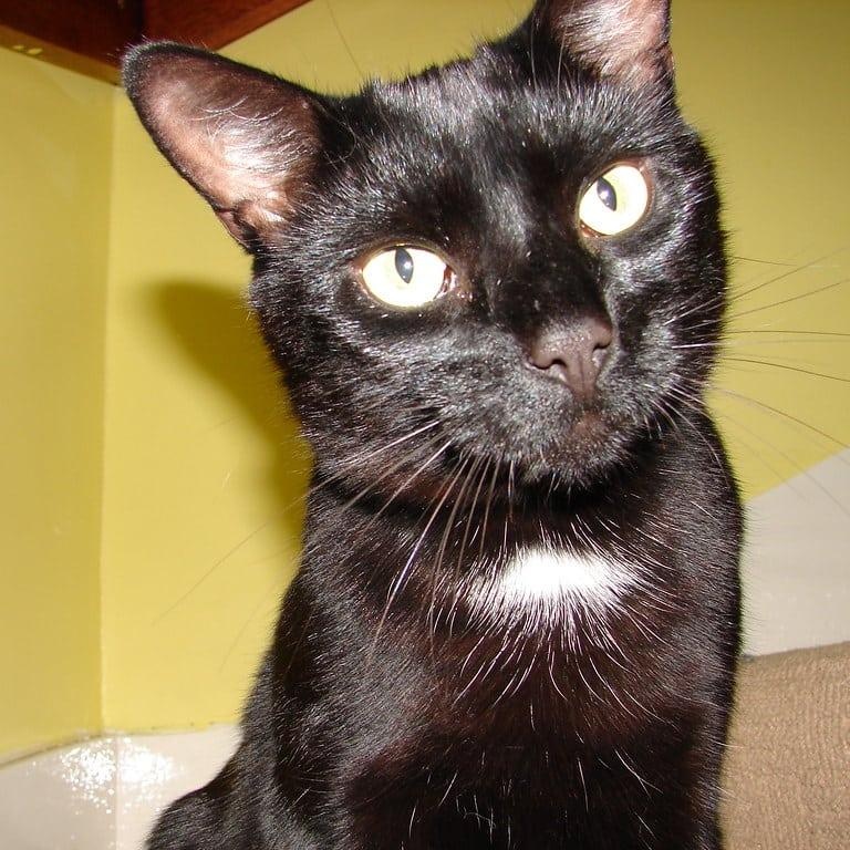 Gus , (m) 1.5 yrs old Black DSH , ADOPTABLE, Adult Male Domestic Short Hair.
