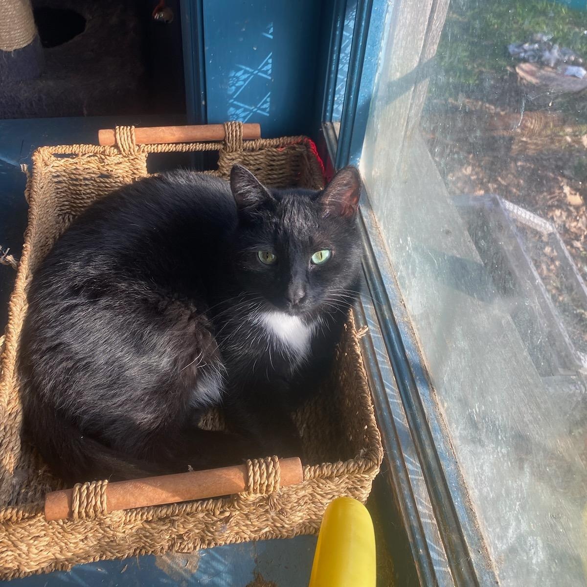 Enlarge Gus , (m) 1.5 yrs old Black DSH , a ADOPTABLE Domestic Short Hair in Ottawa, ON image 2/2