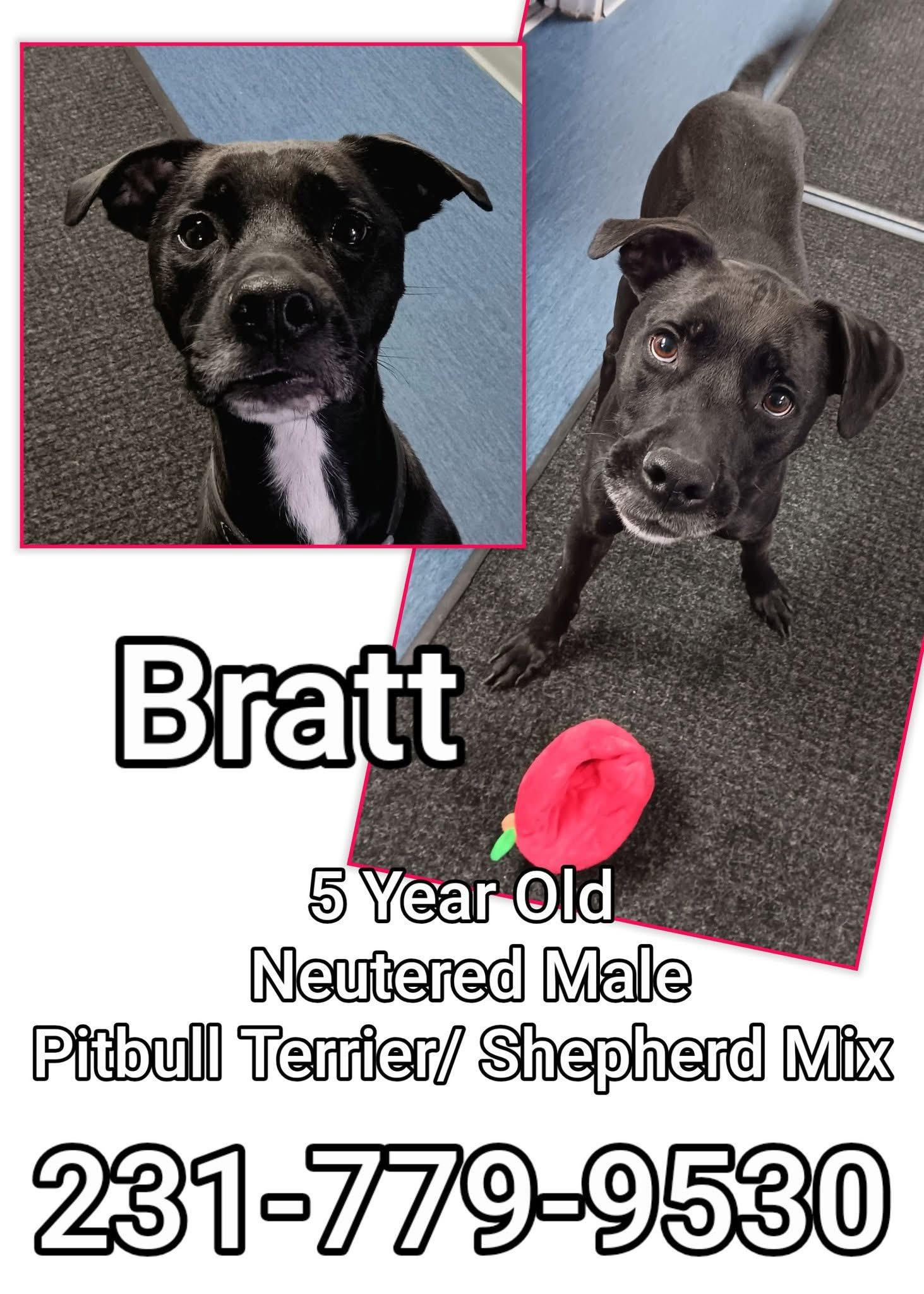 Enlarge BRATT, a ADOPTABLE Pit Bull Terrier in Cadillac, MI image 1/1