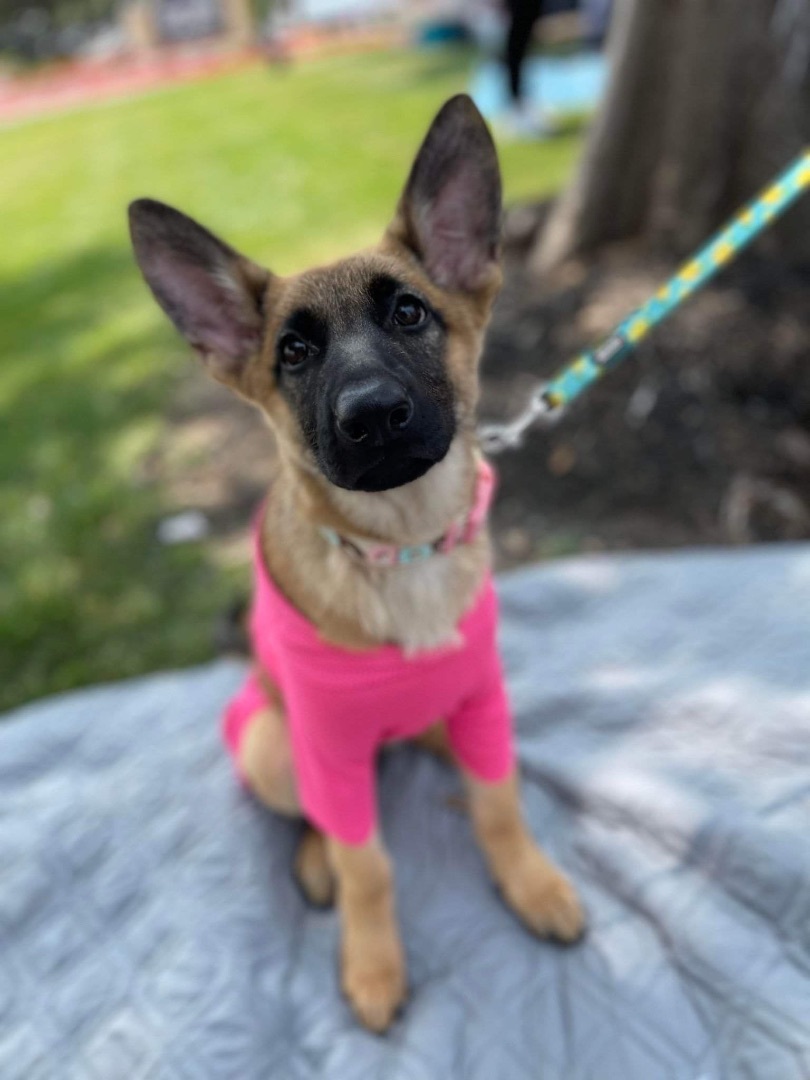 Nala, a Adoptable mixed breed in Seattle, WA image 1/5