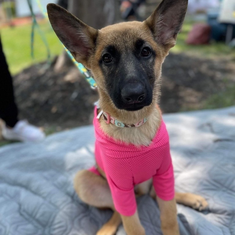 Nala, a Adoptable mixed breed in Seattle, WA image 2/5