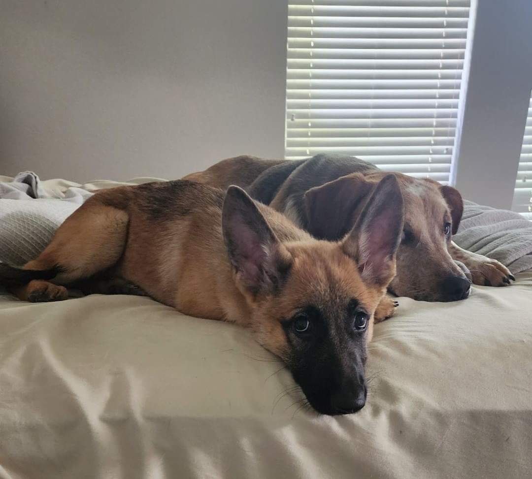 Nala, a Adoptable mixed breed in Seattle, WA image 3/5