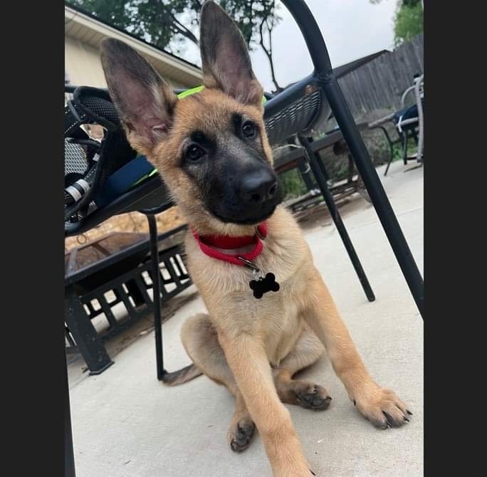 Nala, a Adoptable mixed breed in Seattle, WA image 4/5